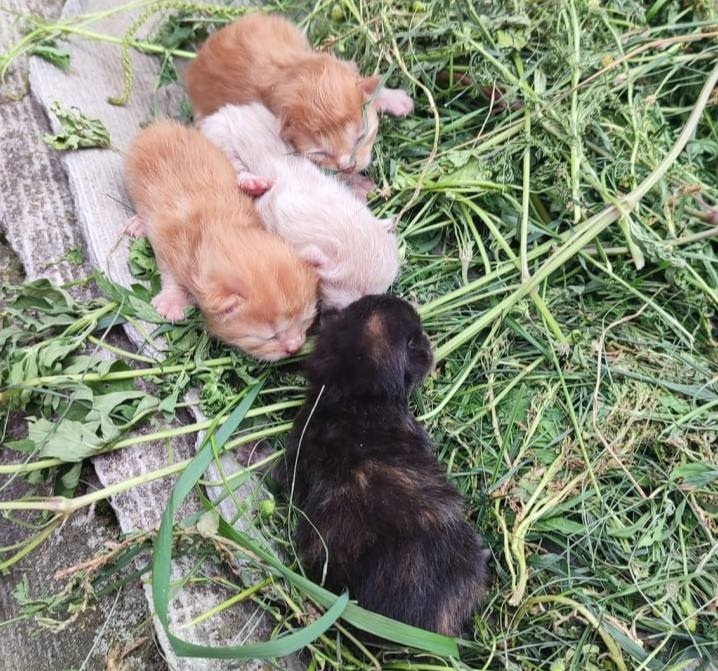 ​
Котики, які шукають господаря

​