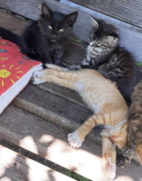 ​
Котики, які шукають господаря

​