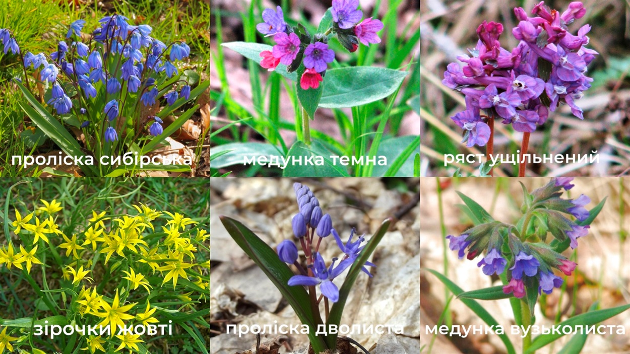 Первоцвіти